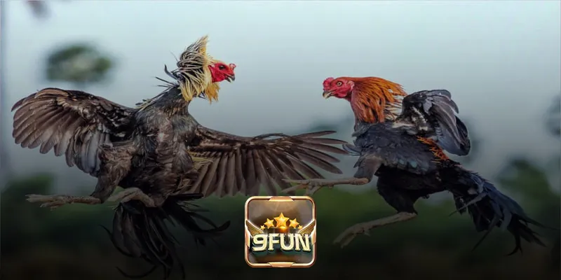 Tổng hợp các loại hình đá gà trực tuyến có tại 9Fun